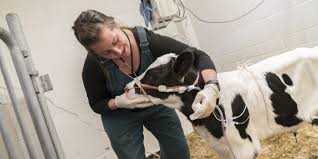 Veterinary